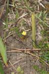 Zigzag bladderwort